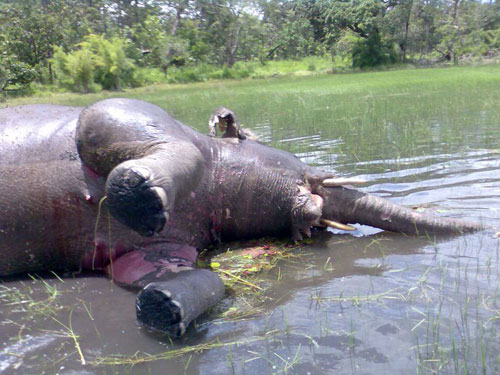 voi bị tuyệt chủng; tổ chức bảo tồn trên thế giới; voi bị tấn công