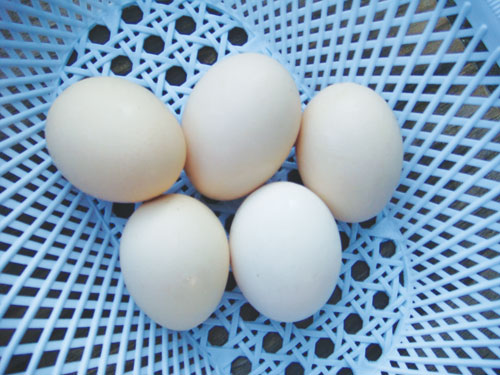 Nhiều lợi ích từ trứng