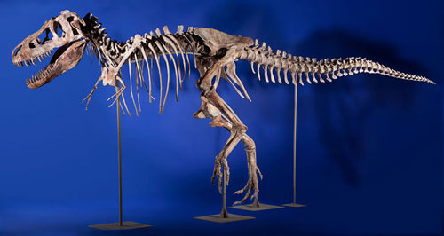 Bộ xương khủng long 1,05 triệu USD - nd