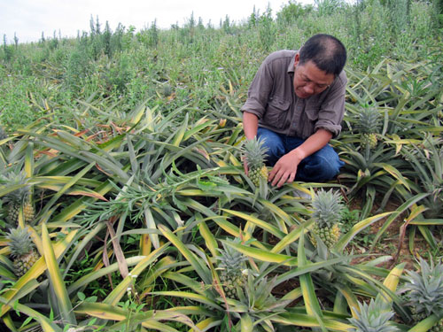 Nhà máy “chơi xỏ” nông dân - Người trồng dứa ở Nghệ An lo lắng vì vụ dứa được mùa nhưng nguy cơ lỗ nặng vì bị ép giá