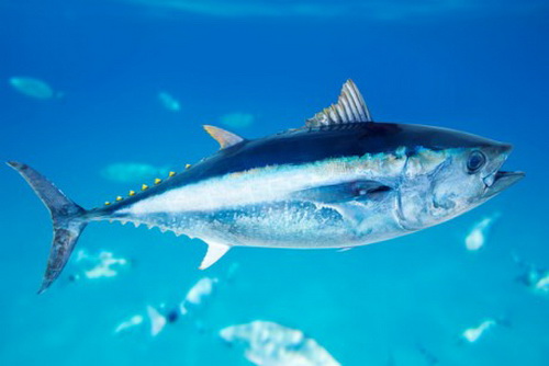 Cá ngừ vây xanh Thái Bình Dương