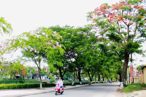 Hoa phượng hồng hiếm hoi trên đường Phan Chu Trinh đua sắc cùng phượng đỏ