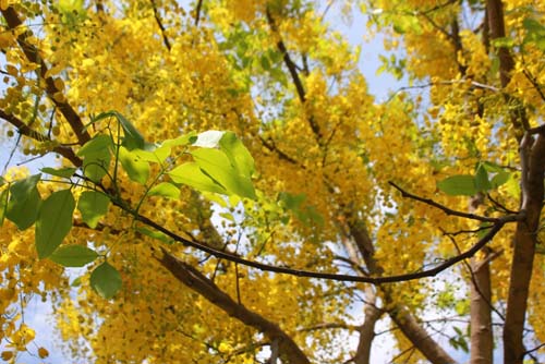Cành lá  hiếm hoi trên cây hoàng yến trong Đại Nội