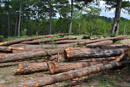 phá rừng thông để khai thác đá tại tiểu khu 148A