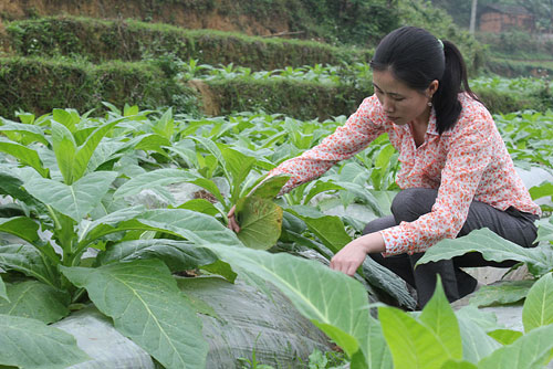 Người trẻ làm công bộc của dân 2