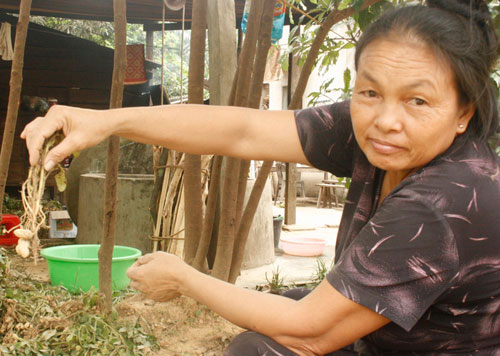 Hỗ trợ 100% nguồn giống cho bà con vùng đệm Phong Nha - Kẻ Bàng