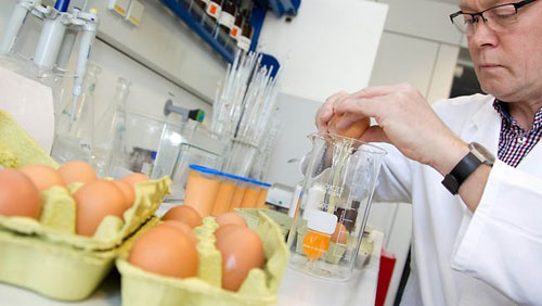 Lại phát hiện trứng nhiễm dioxin ở Đức - nd
