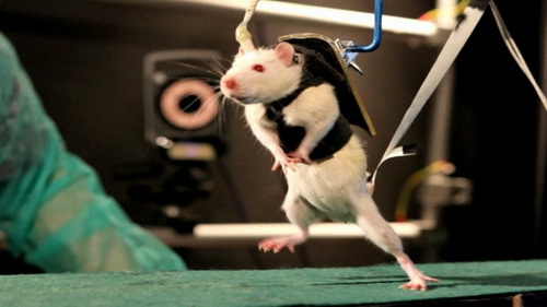 Thí nghiệm chữa chuột bị liệt thành công 