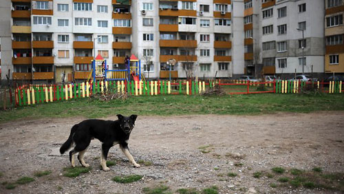 Thêm một ông cụ bị chó hoang cắn chết ở Bulgaria