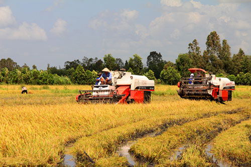 Hậu Giang: Hỗ trợ nông dân mua máy gặt đập liên hợp