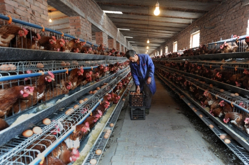 Một nông trại nuôi gà ở Trung Quốc - Ảnh: Reuters