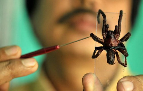Bầy nhện sát thủ tấn công ngôi làng Ấn Độ