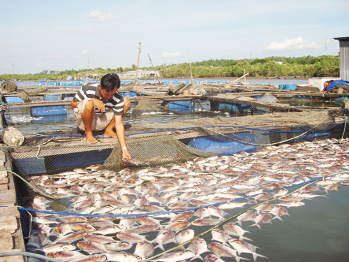 cá chết