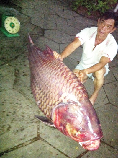 cá hô nặng 130kg