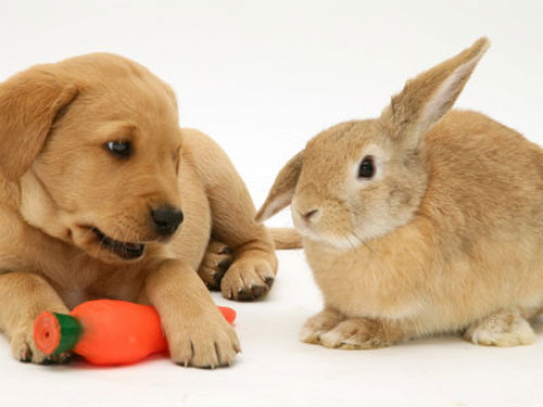 Cà rốt có hại cho thỏ