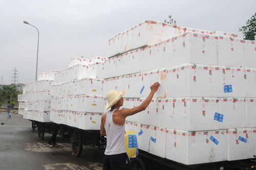 Mỗi ngày có gần 300 tấn vải thiều chín sớm xuất khẩu sang thị trường Trung Quốc qua cửa khẩu quốc tế Lào Cai 5