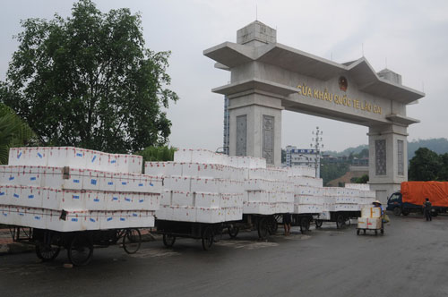 Mỗi ngày có gần 300 tấn vải thiều chín sớm xuất khẩu sang thị trường Trung Quốc qua cửa khẩu quốc tế Lào Cai 6