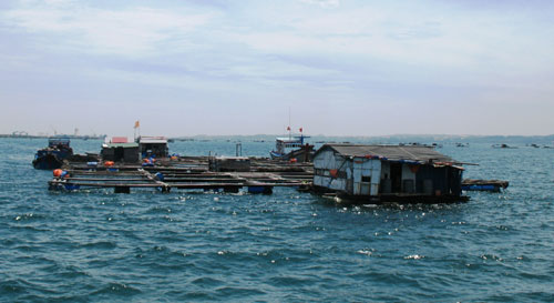 Thương nhân Trung Quốc nuôi cá lồng trên vịnh Cam Ranh