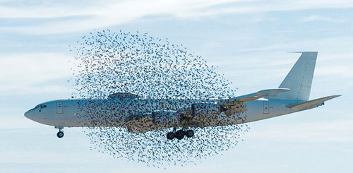 Ngăn chặn chim tấn công máy bay