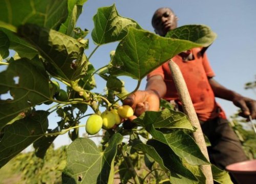 Một nông dân thu hoạt quả Jatropha - Ảnh: AFP