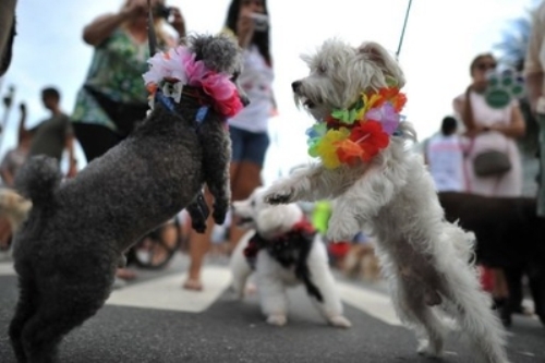 Các chú chó cưng tham gia một buổi diễn hành dành cho chó ở Brazil - Ảnh: AFP