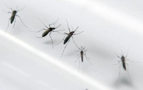 Muỗi Aedes aegypti - Ảnh: AFP