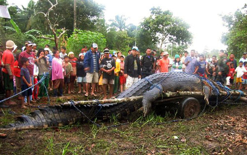 Cá sấu lớn nhất thế giới từng bị bắt