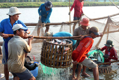 Nông sản oằn lưng cõng phí - Kỳ 4: Lúa, cá “góp đủ thứ ”