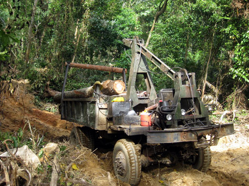 Ngăn chặn vụ phá rừng quy mô lớn