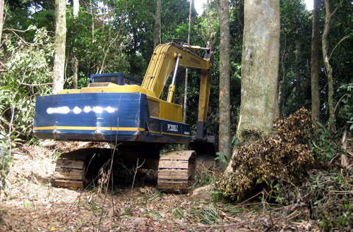 Làm rõ việc kiểm lâm làm ngơ cho lâm tặc phá rừng