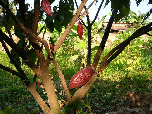 Cây ca cao “cứu” người trồng dừa 