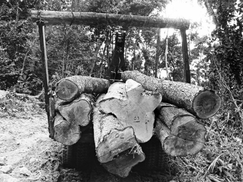 Xe tời chở gỗ khai thác trái phép