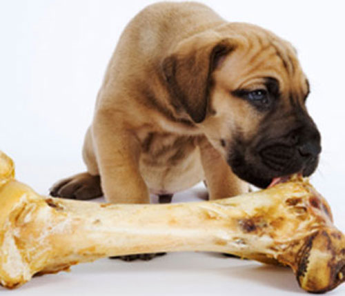 Tại sao chó thích gặm xương?