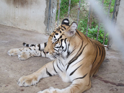 Hổ vàng sinh hổ trắng tại khu du lịch 1