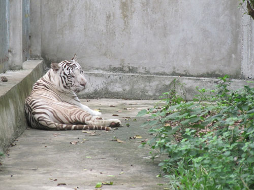Hổ vàng sinh hổ trắng tại khu du lịch 5