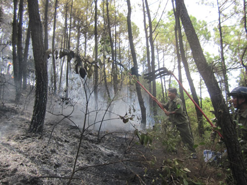 Lại cháy rừng dữ dội, hàng chục ha rừng thông bị thiêu rụi 1