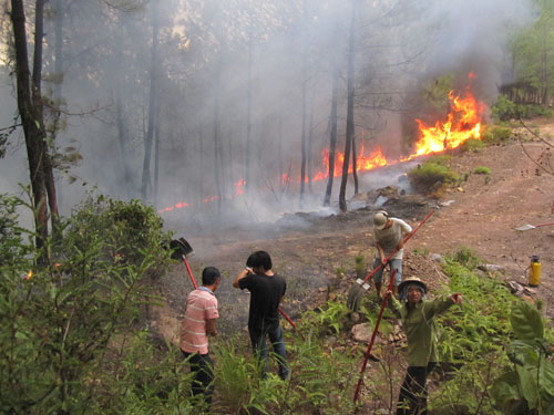 Lại cháy rừng dữ dội, hàng chục ha rừng thông bị thiêu rụi 3