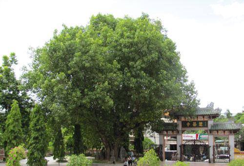 Lạ lùng cây xanh xứ Huế: Hậu duệ cội bồ đề Phật thành đạo  