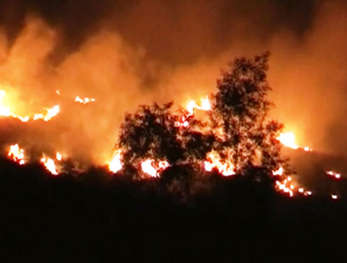Cháy rụi 130 ha rừng trồng 1