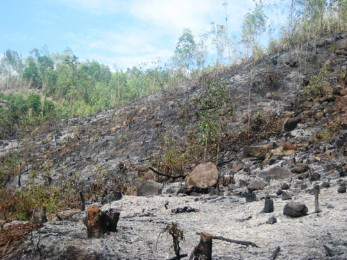 Cháy rụi 130 ha rừng trồng 2