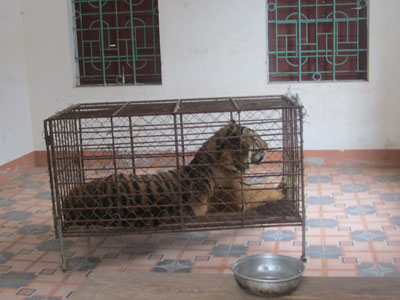 Cá thể hổ đang được tạm giữ tại Công an huyện Yên Thành 