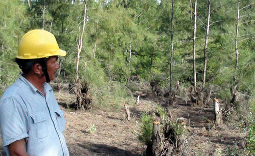 Ông Quế và khu vực rừng phòng hộ thôn Huỳnh Giản Bắc đang bị chặt phá 
