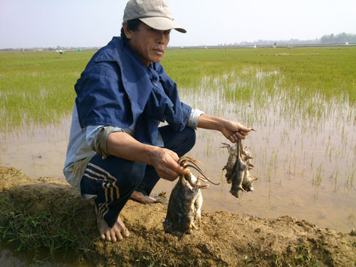 Ông Trần Công Bằng, thôn Thủ Lễ 3, xã Quảng Phước với những con chuột đồng mới bắt được