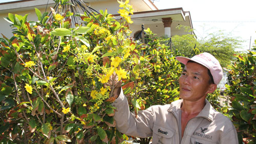 Anh Văn Thanh Tuấn, chủ vườn mai tại An Phú Đông, chỉ mong thu đủ vốn khi quá nửa vườn mai đã nở vàng rực