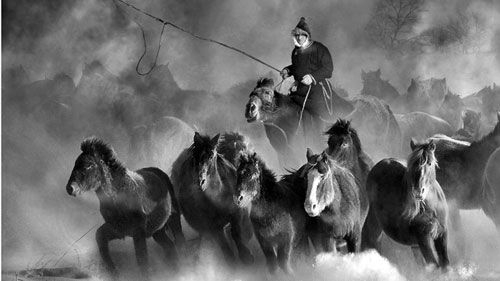 Tác phẩm Akmiumiu snow horses (tạm dịch: Akmiumiu ngựa tuyết) của Miu Anthony Kwok (Hong Kong) đoạt huy chương vàng PSA - thể loại đơn sắc