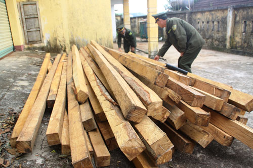 Số gỗ dẽ vừa được phát hiện tại khu vực rừng Xa Bai (xã Hướng Linh, H.Hướng Hóa, Quảng Trị