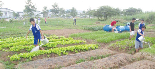 Vườn rau giúp người nghèo