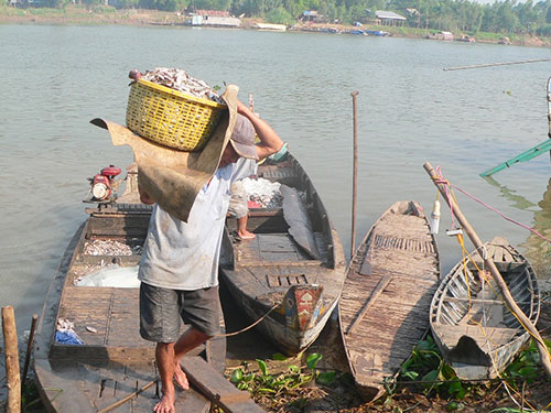 Cá từ Phnom Penh - Campuchia  được đưa về bến sông Bình Di