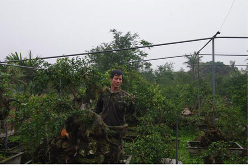 Anh Vũ Văn Quynh đang phải chăm sóc trên 1000 gốc sanh với tâm trạng "ôm cây chờ lên giá"