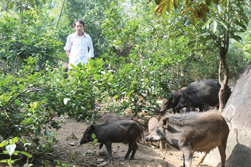 Đàn lợn rừng trong mô hình trang trại tổng hợp của anh Nguyễn Đình Phước